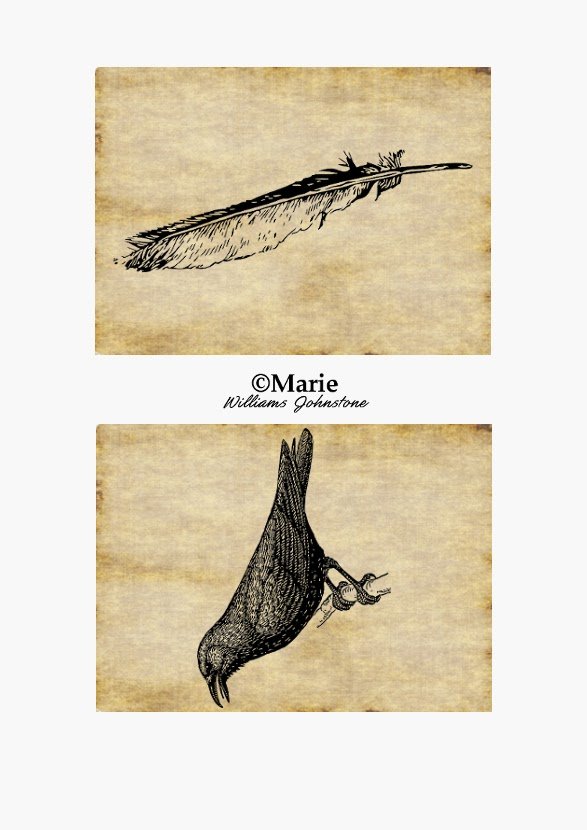Feather and Black Bird Vintage Style Images Black bird and feather pictures over cream color