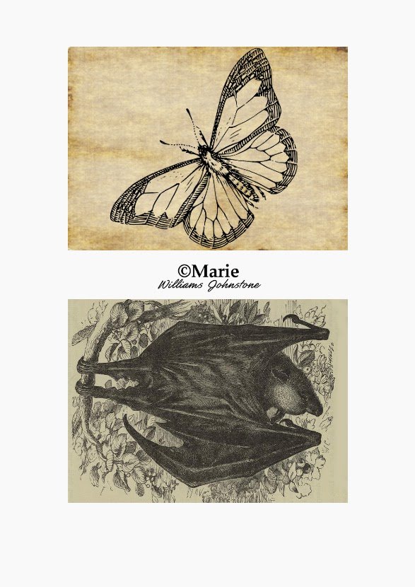 Vintage Look Hanging Bat and Butterfly Images Black Bat and Butterfly over Cream Color Backgrounds