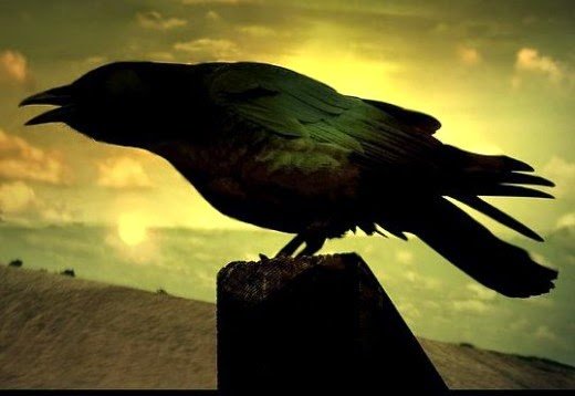Cawing crow bird photo ideal for Halloween