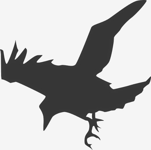 Black bird crow or raven in flight image