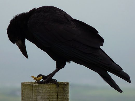 Black raven photo huge beak